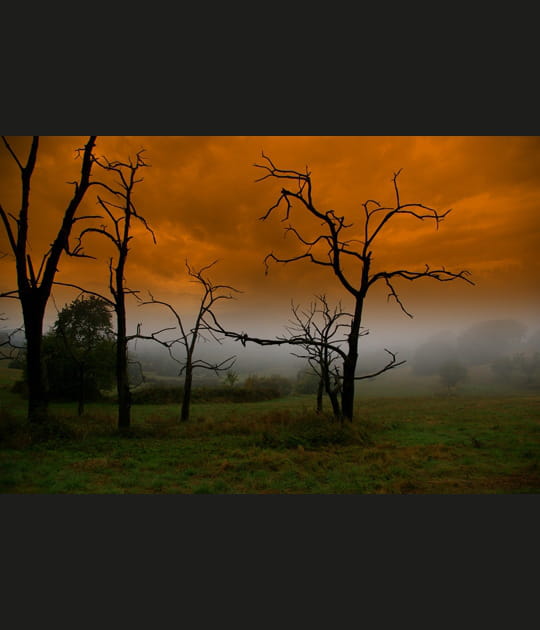 Nature en folie