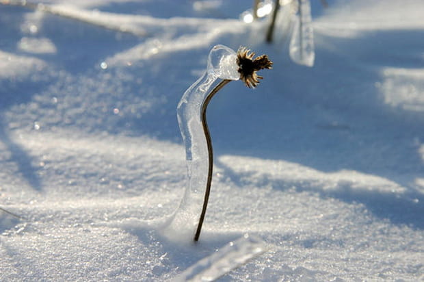 Délicate fleur givrée