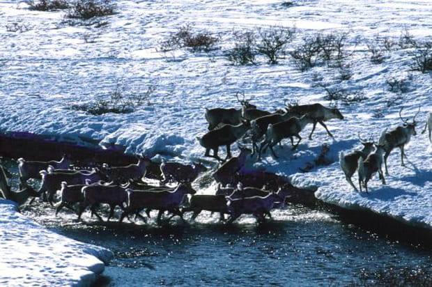 Migration des caribous