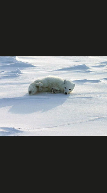 Ma&icirc;tre renard par l'hiver all&eacute;ch&eacute;