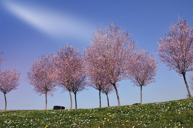 Arbres en fleurs à Mirande