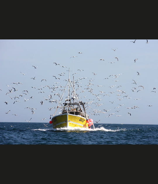 Les mouettes