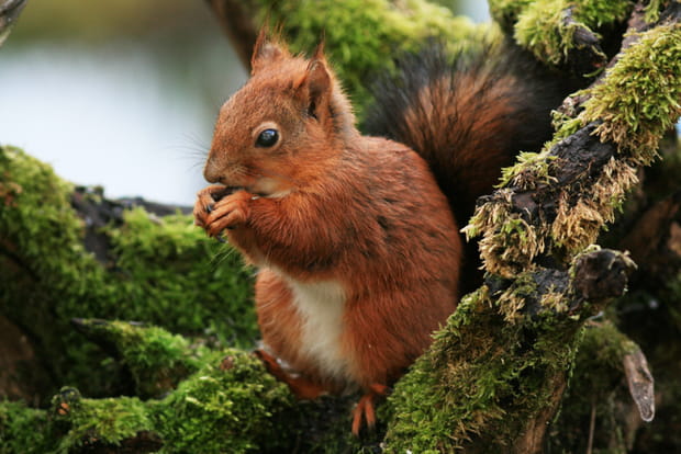 L’écureuil dans les parcs et jardins
