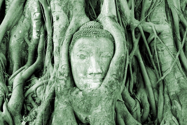 Bouddha enraciné dans le temple d'Ayutthaya