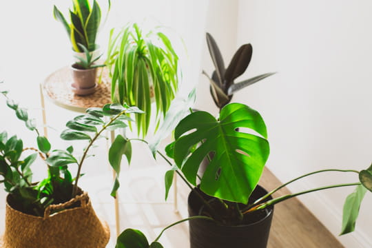 Un jardinier rappelle&nbsp;: &quot;les plantes d'int&eacute;rieur sont en fait des plantes de sous-bois. Si vous faites &ccedil;a, elles pousseront mieux&quot;