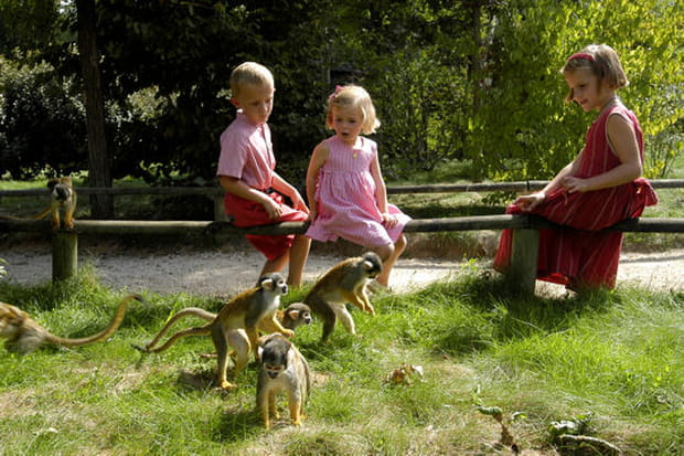 Le jeu des Saïmiris