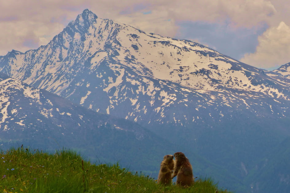 La marmotte de la Vanoise