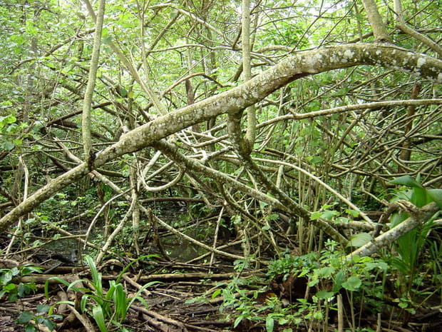 Le labyrinthe tropical