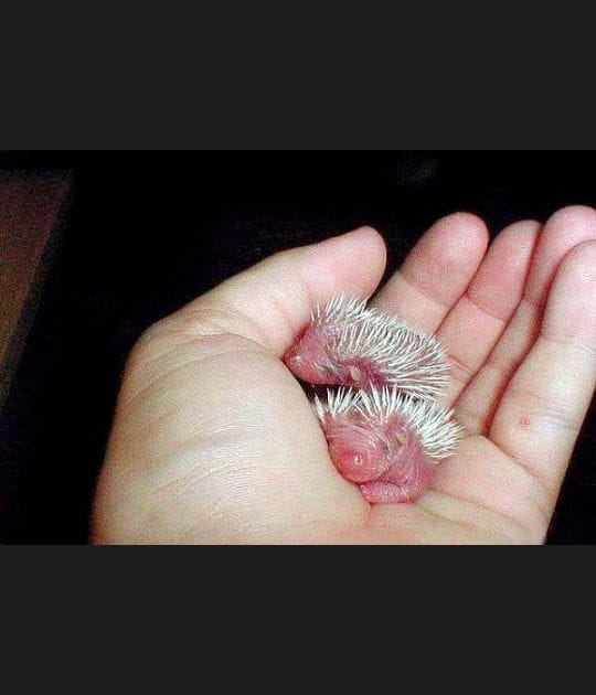 B&eacute;b&eacute;s h&eacute;rissons