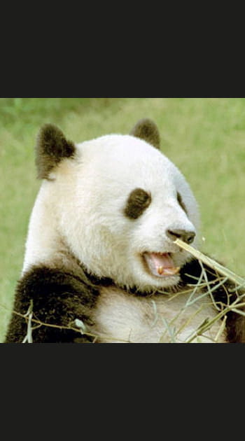 En Chine, dans les parcs naturels du Sichuan