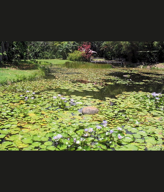 Jardin aquatique