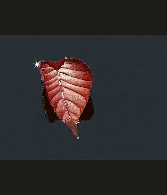 L'image de la semaine du 25 octobre 2011