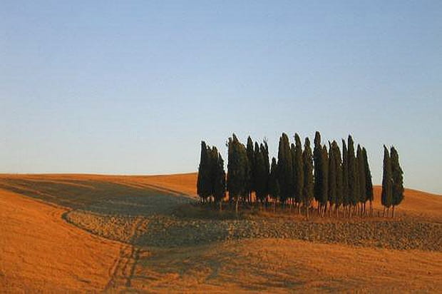 Cyprès