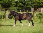 Au galop !