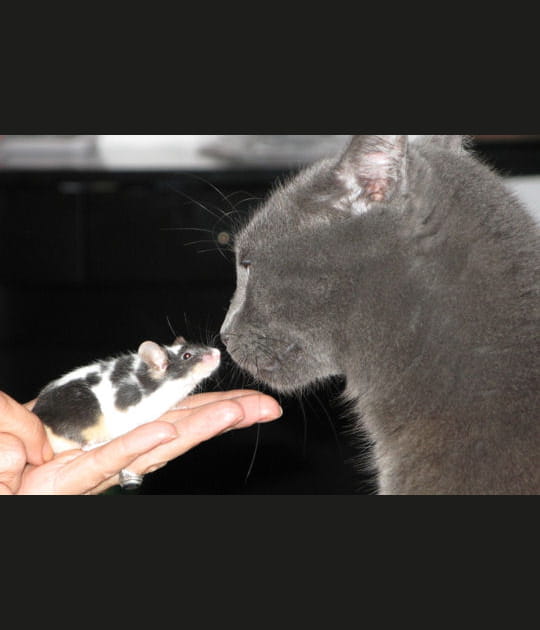 Les amiti&eacute;s improbables du r&egrave;gne animal