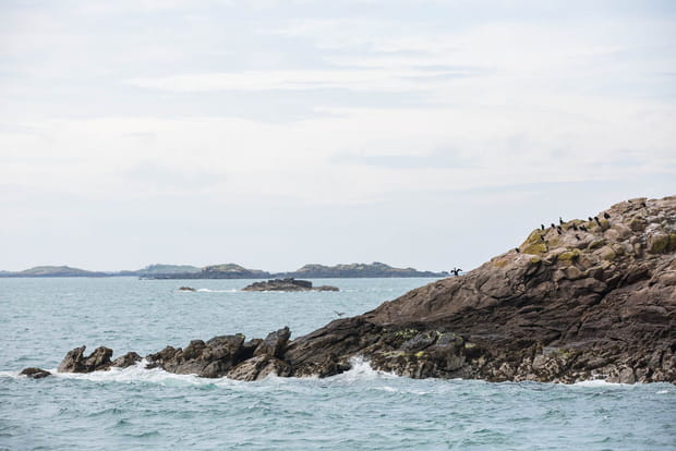 Un nid pour les cormorans