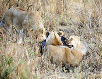 Afrique : à la vie, à la mort : L'attaque du félin