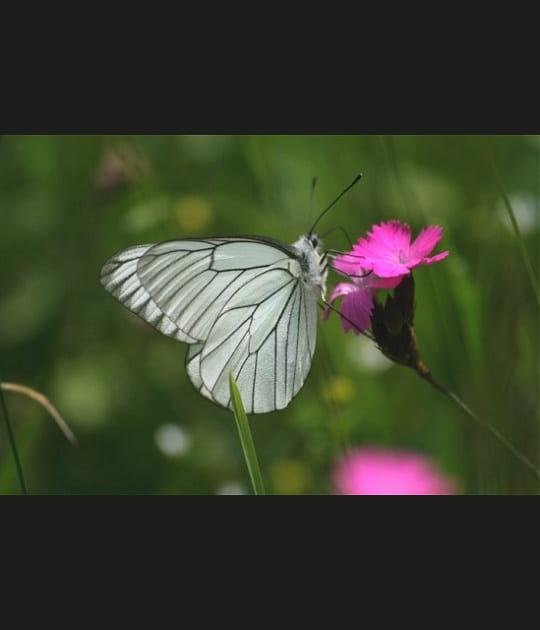Gracieux papillon