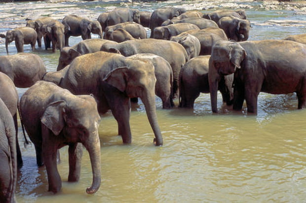 Uda Walawe : cité des éléphants