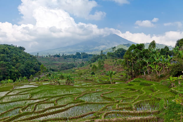 Les rizières en terrasses de Bali