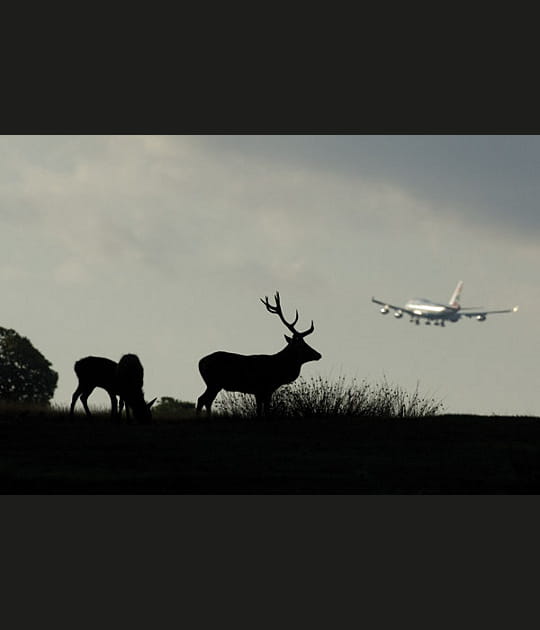 Des cerfs pr&ecirc;ts &agrave; prendre leur envol