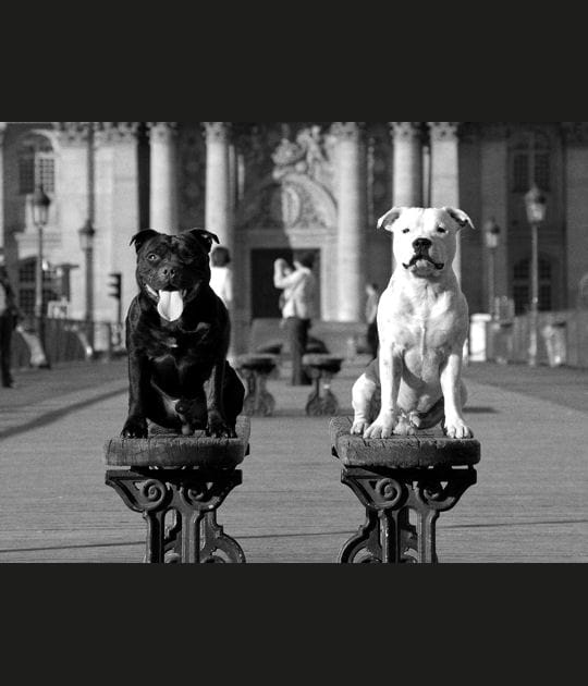 Les chiens