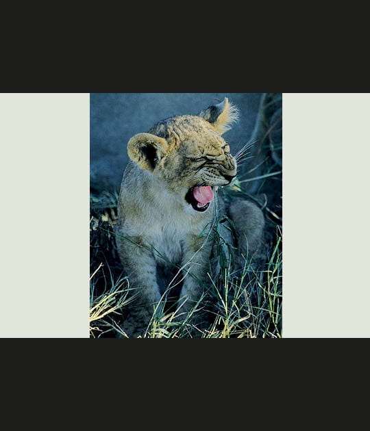 La contrari&eacute;t&eacute; du lionceau