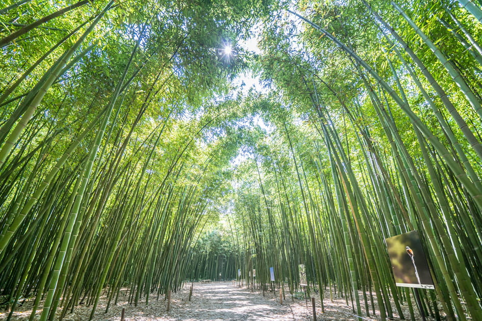 La Bambouseraie d'Anduze, escapade dans l'un des plus beaux jardins de France