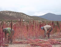 Quinoa, prenez-en de la graine !