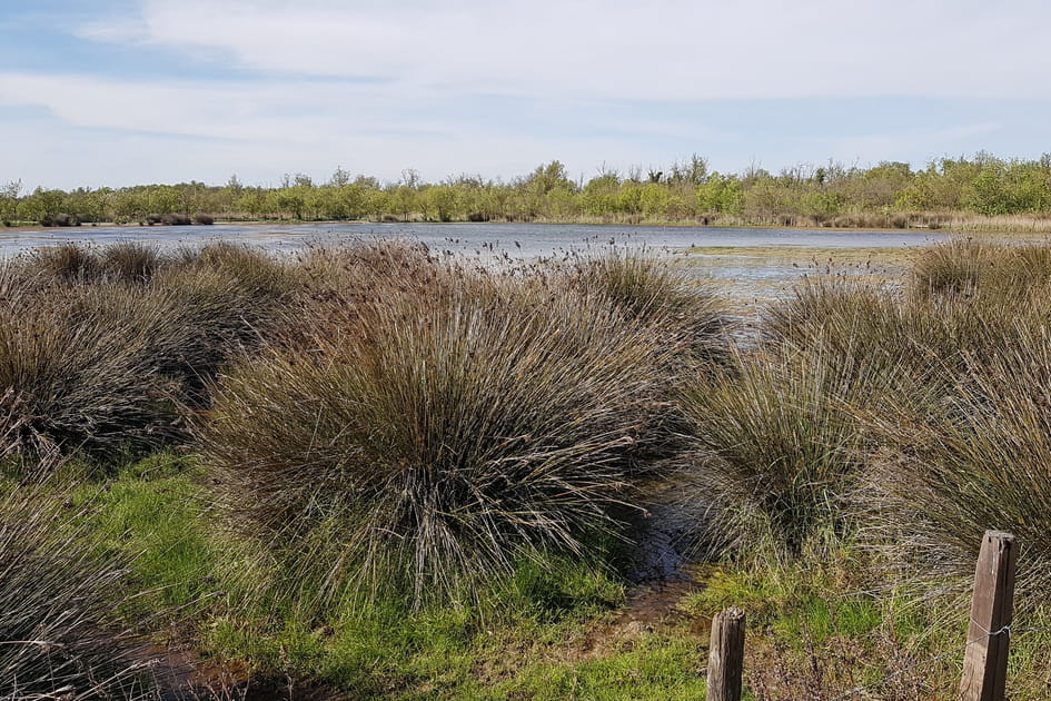 La r&eacute;serve naturelle des Marais du Vigueirat, le tr&eacute;sor cach&eacute; de la Camargue