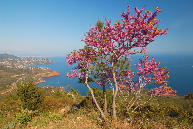 Le massif de l'Esterel