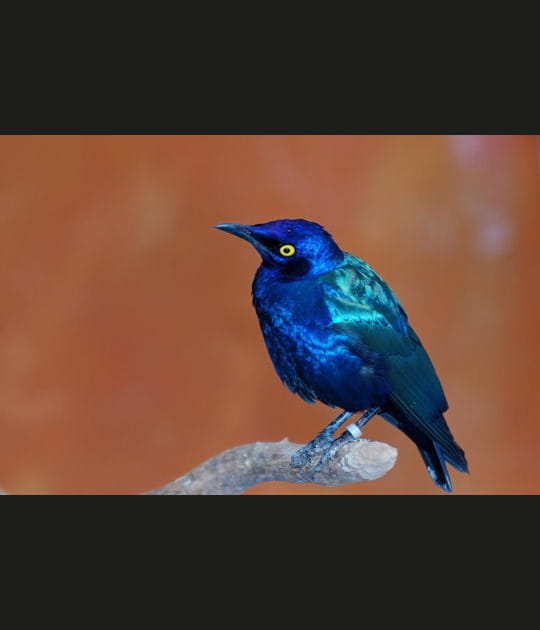 Bleu exceptionnel