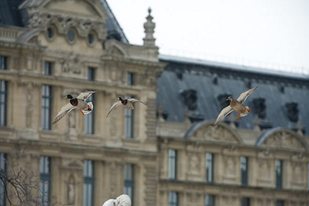 Des canards à l'aise dans la ville