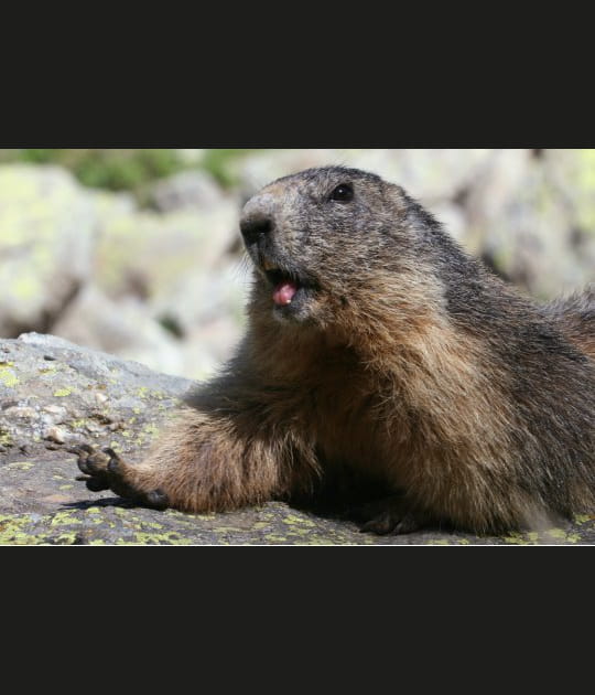 Une marmotte tr&egrave;s dubitative
