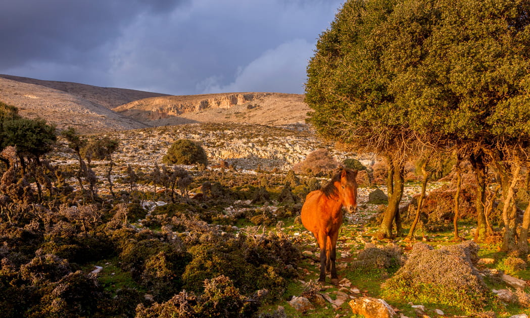 Cheval de Skyros