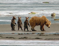 Dans la peau d'un grizzly : Pas si bête
