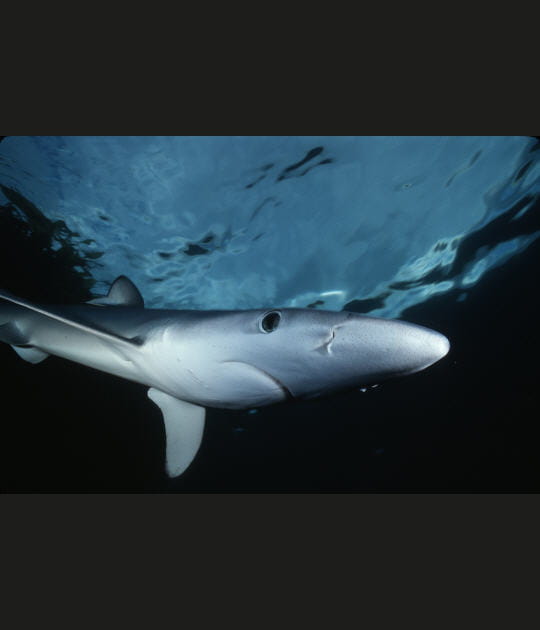 Les requins ont un sixi&egrave;me sens