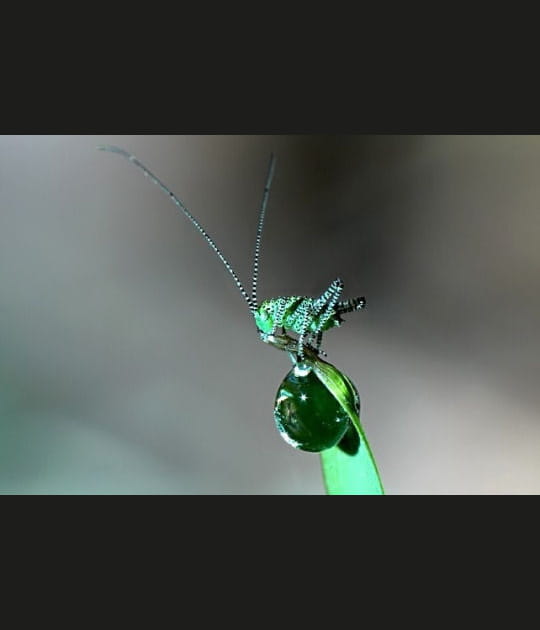 A dominante verte