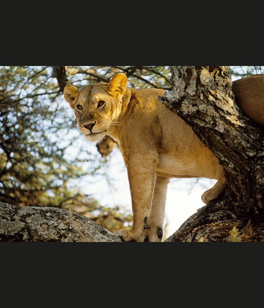 La lionne des arbres de Tanzanie