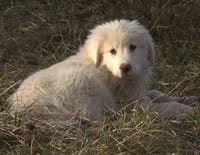 Chiots & chatons, 3 mois pour devenir grand