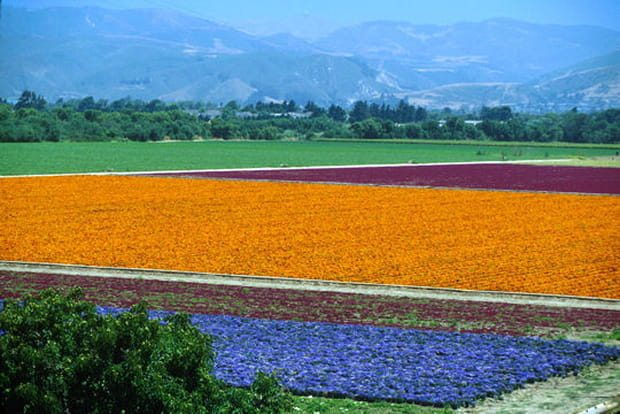 Les fleurs des champs de Lompoc