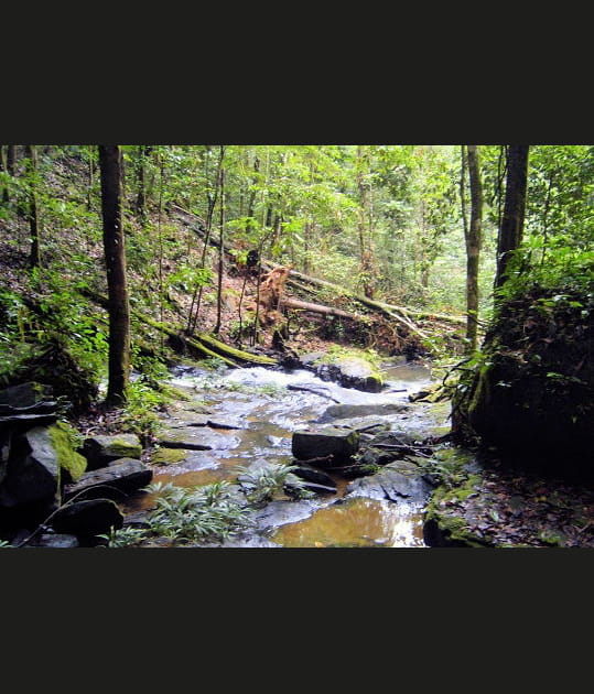 For&ecirc;t de Maripasoula