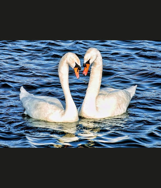 Le langage des cygnes