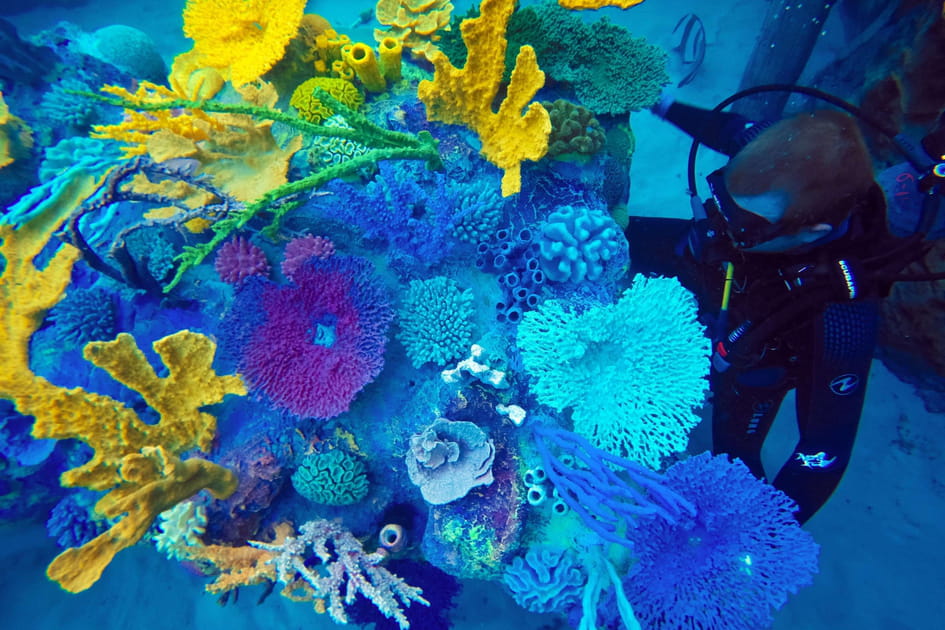 Discovery Cove, Orlando, Floride, Etats-Unis