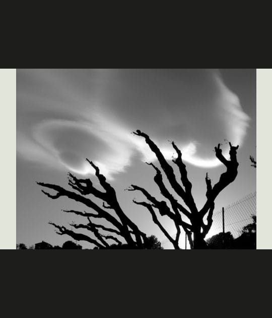 Comme un ovni sur une branche