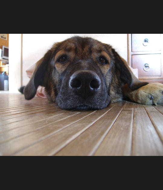 Chien au repos