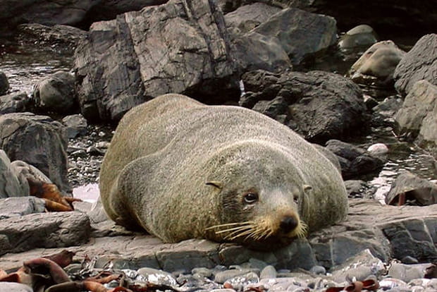 Otarie femelle à contempler