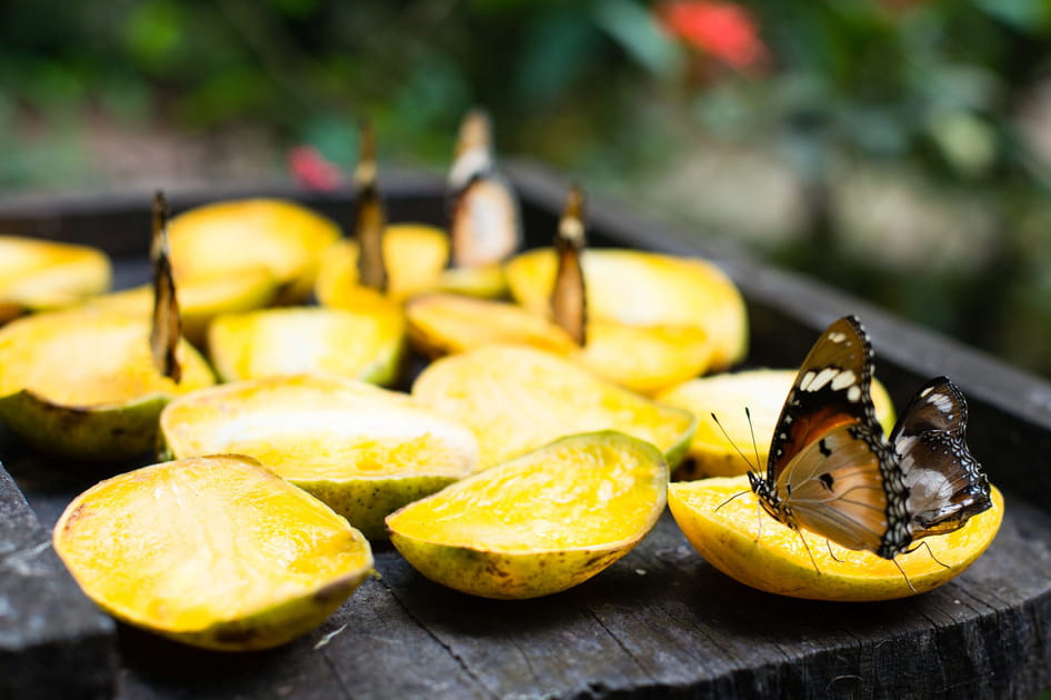 Le Zanzibar Butterfly Center