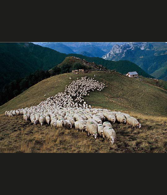 Mont&eacute;e vers les hautes estives