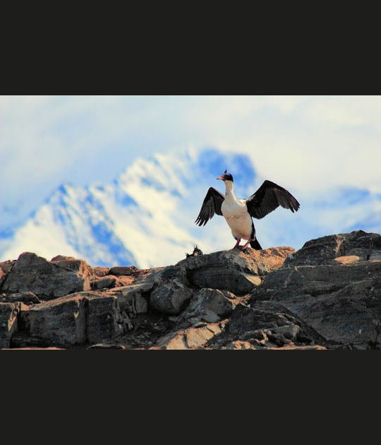 L'&eacute;l&eacute;gant cormoran